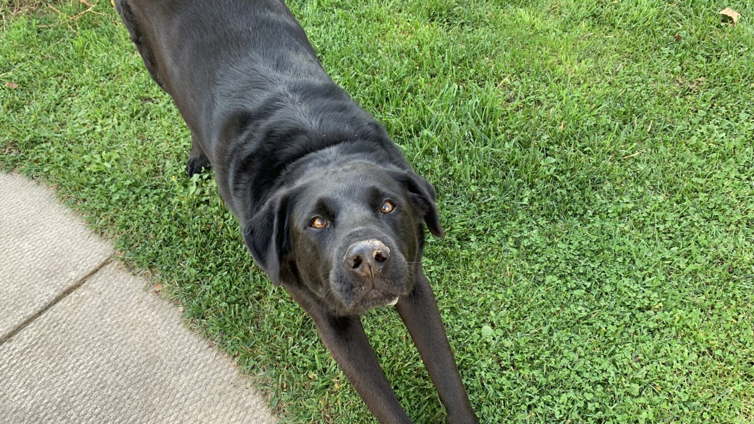 Copper Creek Kennels A quality kennel for your furry friends.