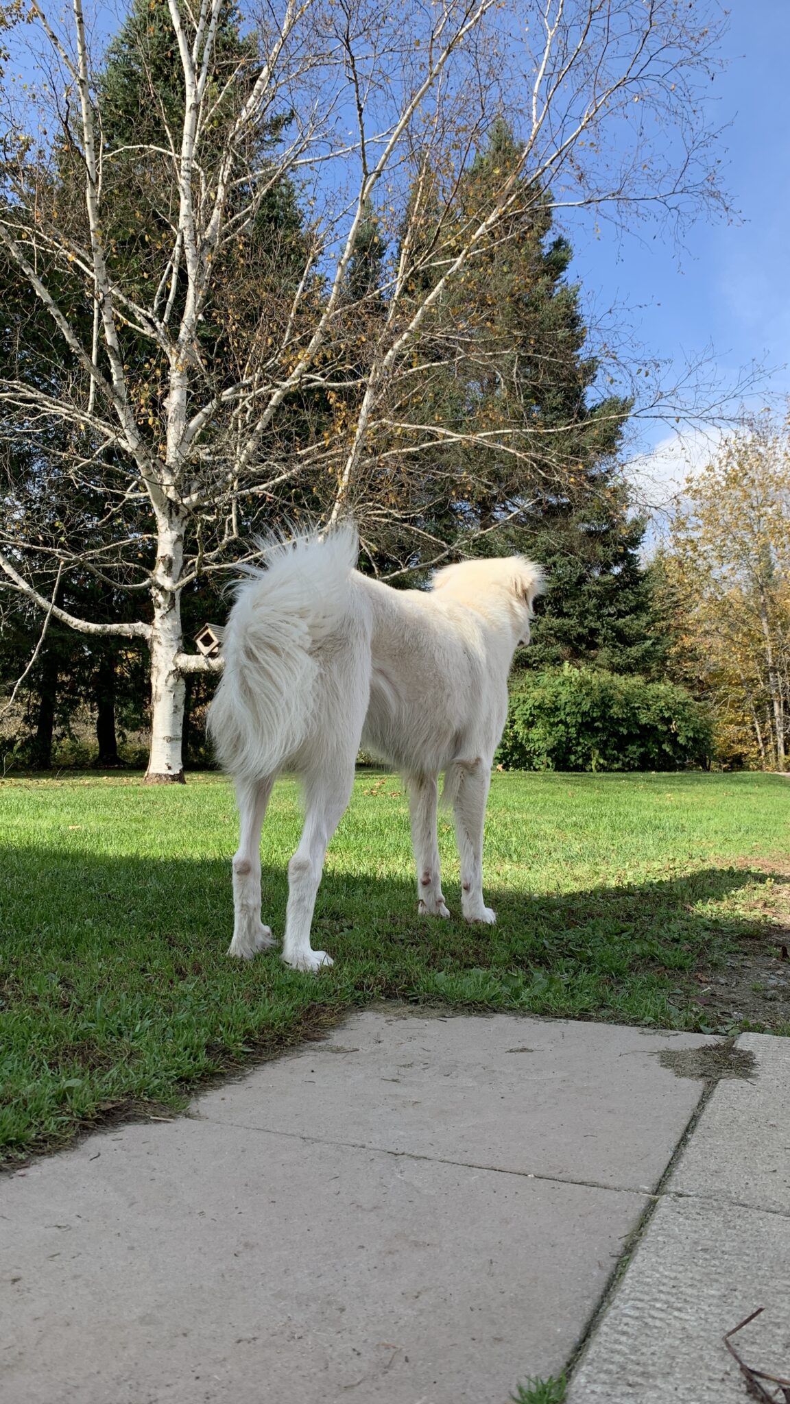 Copper Creek Kennels A quality kennel for your furry friends.