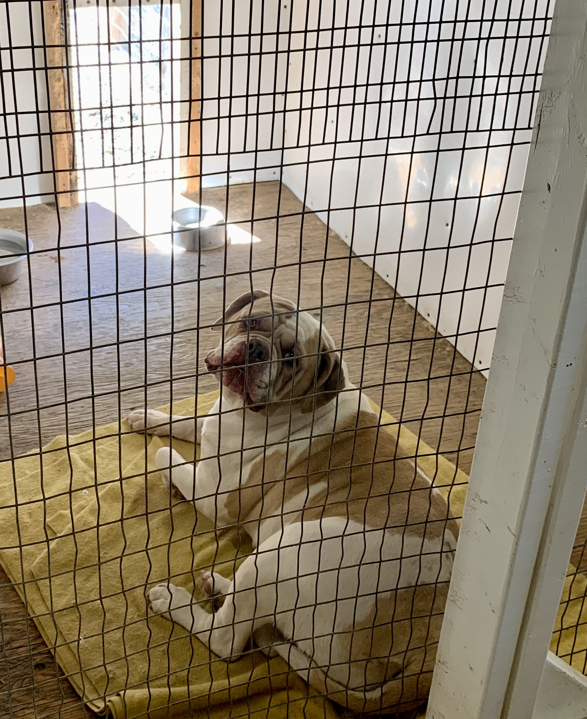 Copper Creek Kennels A quality kennel for your furry friends.