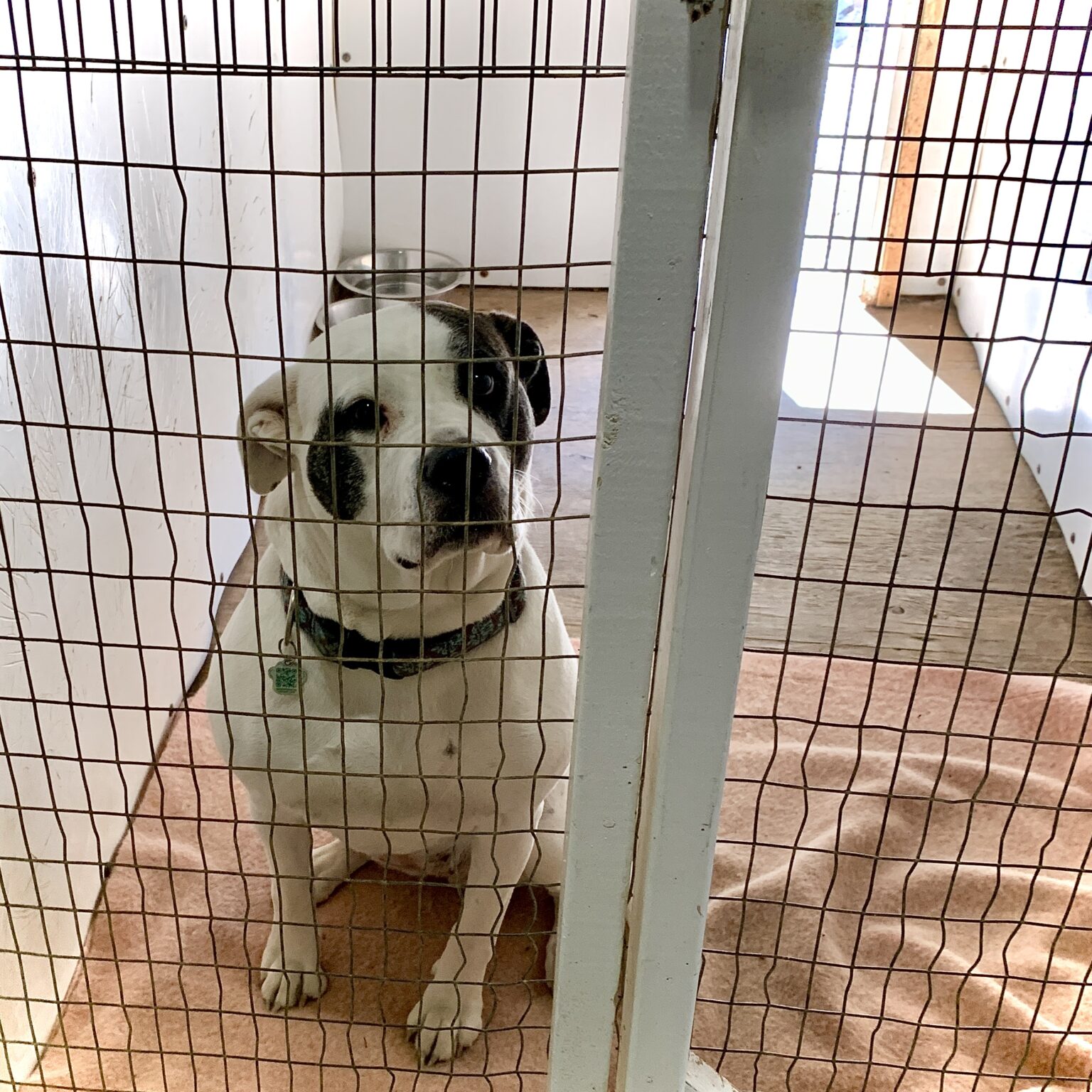 Copper Creek Kennels A quality kennel for your furry friends.