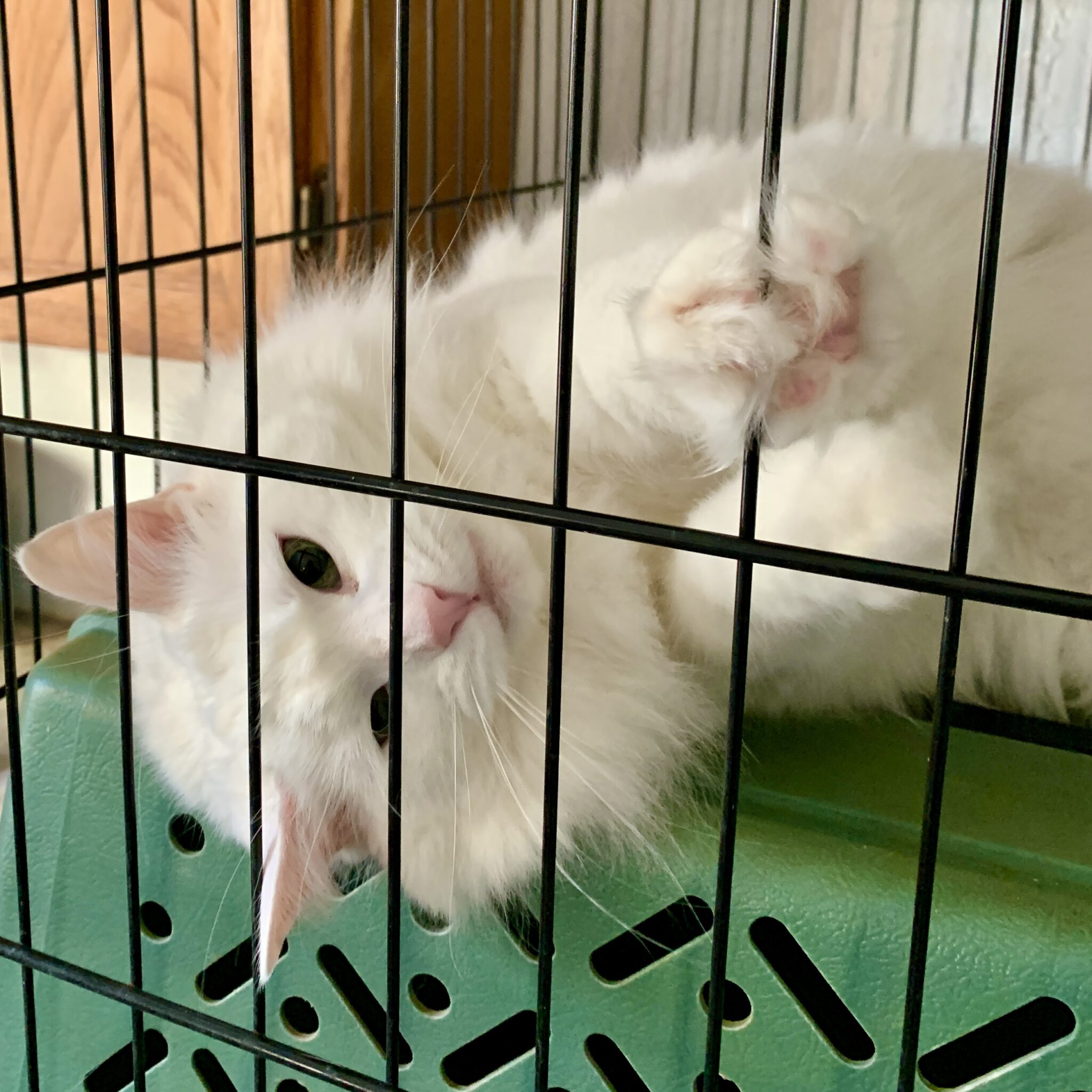 Copper Creek Kennels A quality kennel for your furry friends.